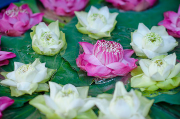 beautiful lotus flower in pond / droplet water  / pink white color