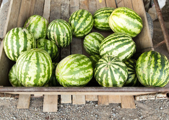 Watermelons are sold in cars on the road