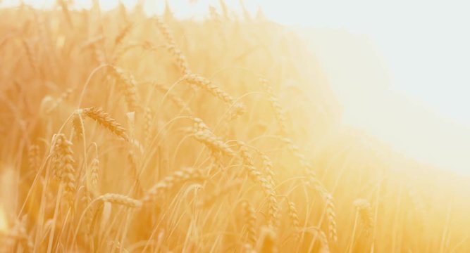 CU Farmer’s hand touching wheat spikes in the sunset light. Sunset light, natural flare. 4K UHD 60 FPS