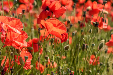 Poppy field