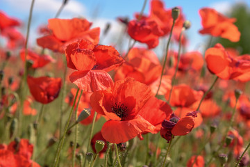 Poppy field