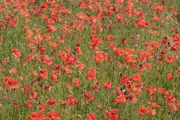Fototapeta premium Poppy field