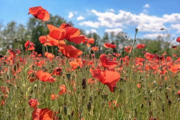 Obraz premium Poppy field