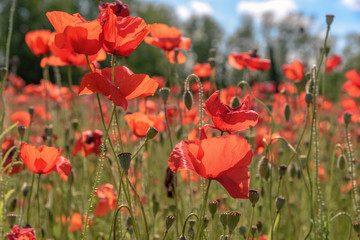 Obraz premium Poppy field