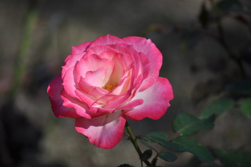 小さなニコール