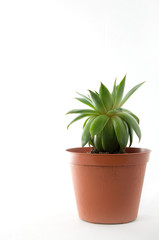 Small Green Plant in Brown Pot on White Background