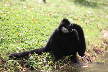 An adult black Howler monkey