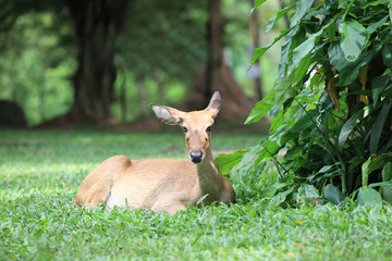 Young roe deer sitting in the summer forest