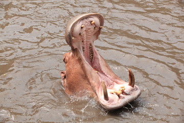 Hippo in closeup with open mouth