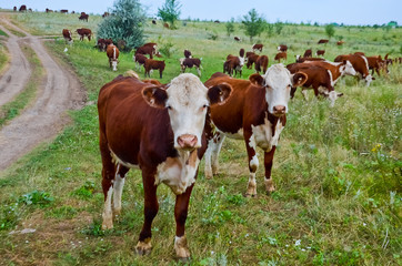 Fototapeta na wymiar A herd of cows on the field