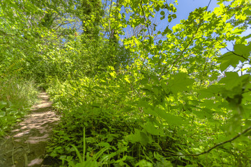 A path in the fairy green forest State Park Campground, Washington, USA