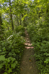 Fototapeta na wymiar A path in the fairy green forest Washington, USA