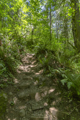 A path in the fairy green forest with stepping stones Washington, USA