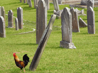 Chicken in a Graveyard © L.A. Faille
