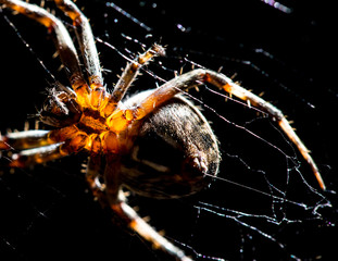 The spider sits on a web on the hunt