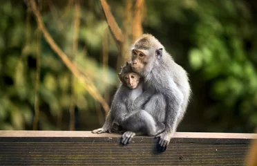 Foto op geborsteld aluminium Aap Moeder en kind aap