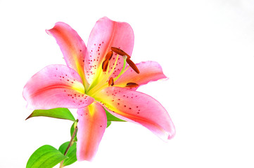 blooming pink lily isolated on white background