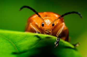 Macro of bug insect (Ladybug) 