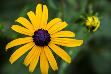yellow black eyed susan flower