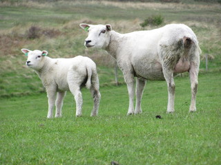 Schafe auf der Wiese