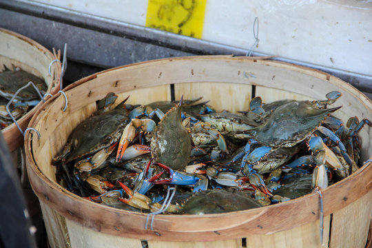 Fresh crabs for sale in a basket on a fresh food market