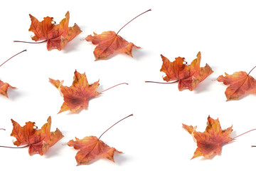  seamless   pattern maple leaf yellow red autumn