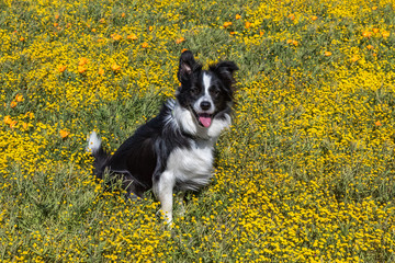 Dogs running through California wildflowers