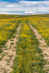 Dirt road through California desert superbloom wildflowers in spring