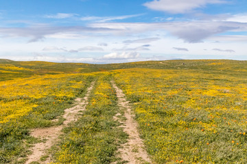 Dirt road through California desert superbloom wildflowers in spring