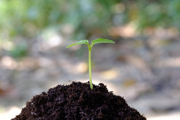 Growing plants, New life