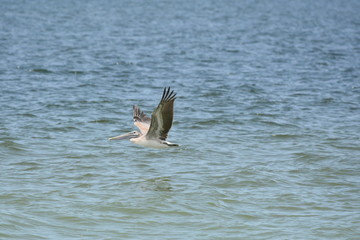 See the bottom of my wing