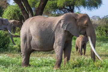 African elephant with vary long tusks. Kenya, Africa