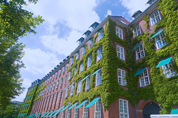 Brick building with walls covered by ivy under the summer sun. An example of vertical garden in central Copenhagen, Denmark.