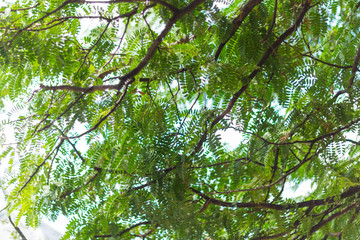 Nature green bokeh and blur leaf branch abstract texture background