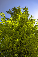 Fototapeta premium Foliage looking up with the green leaves and blue sky