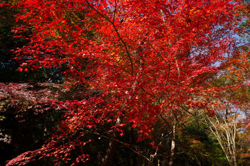 Fototapeta na wymiar autumn leaves in japan