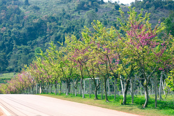 blooming peach trees in spring