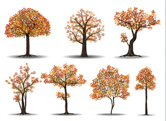 red autumn tree