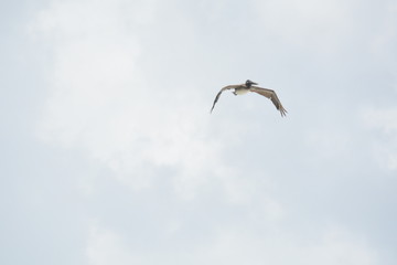 Fototapeta na wymiar Beautiful Pelican in the clouds