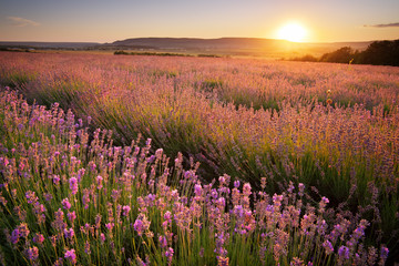 Fototapeta premium Meadow of lavender.