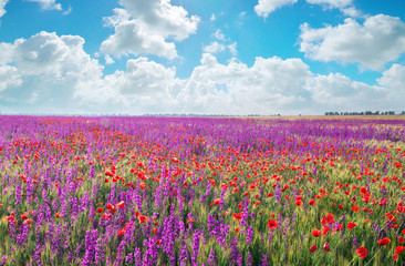 Meadow of spring violet flowers.