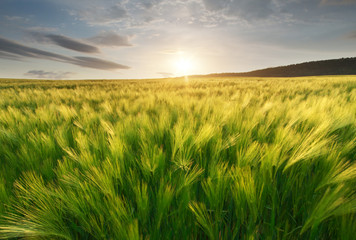 Meadow of wheat.