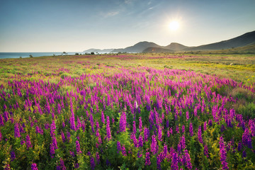 Obraz premium Beatiful nature landscape.