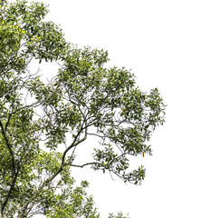 isolated green leaves/plant texture with white background.