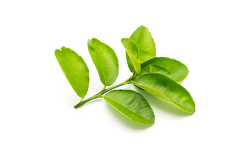 Close-up of fresh green lemon leaves isolated on white background.