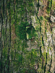 texture Bark wood wallpaper