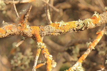 lichens