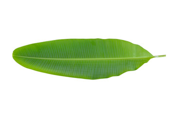 Fresh banana leaf isolated on white background.