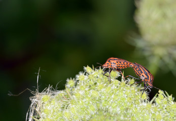 Rote Streifenwanze bei der Paarung - Graphosoma lineatum