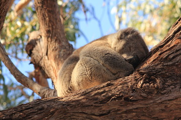 koala © cstanmore